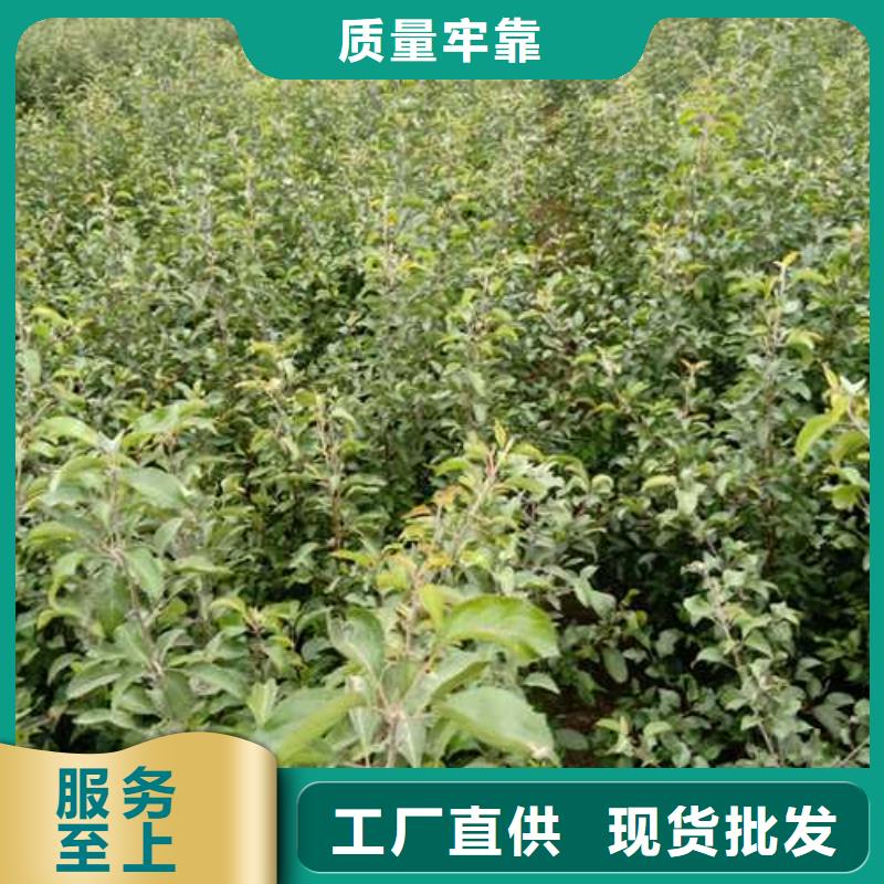 杜梨香酥梨树苗现货直供