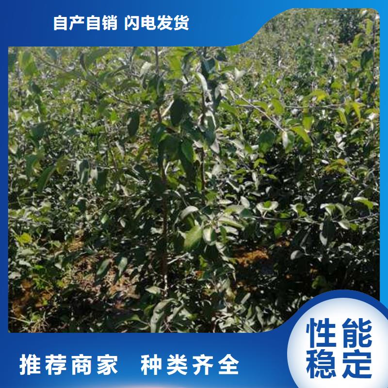 杜梨香酥梨树苗现货直供