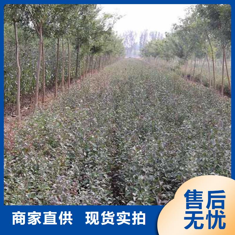 杜梨新梨7号梨树苗源头厂家来图定制