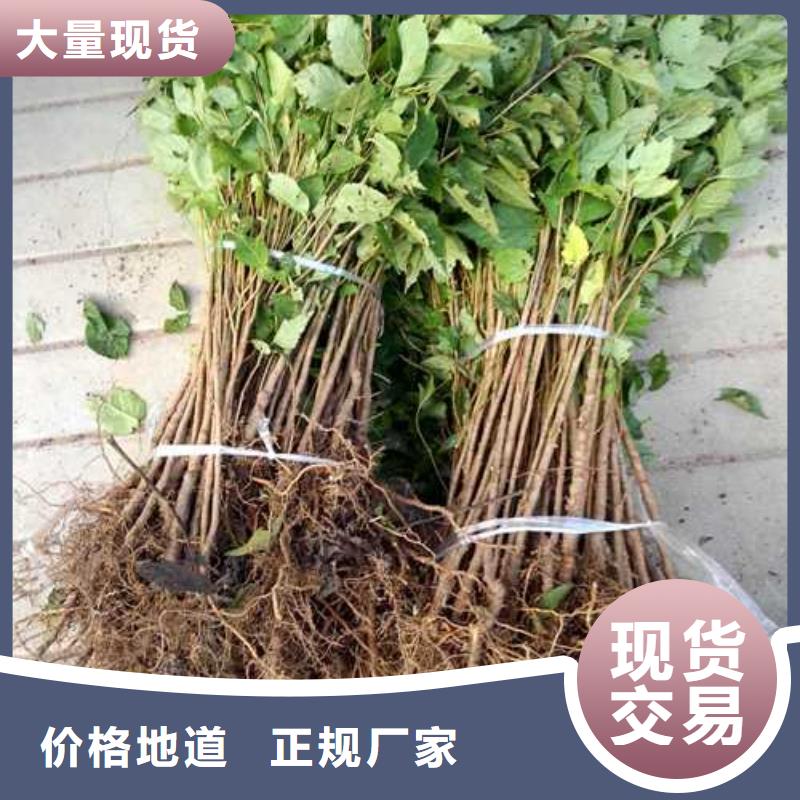 杜梨红香酥梨树苗多年厂家可靠
