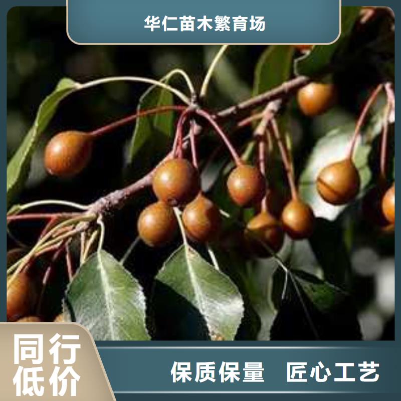 武汉(当地)【杜梨】-海棠苗品牌专营