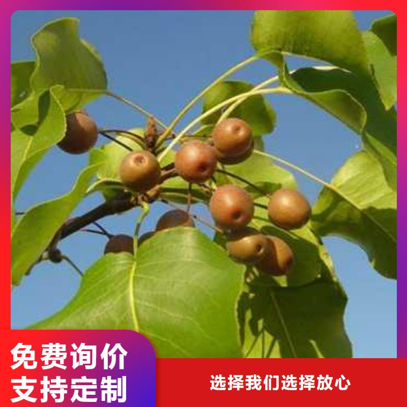 武汉(当地)【杜梨】-海棠苗品牌专营