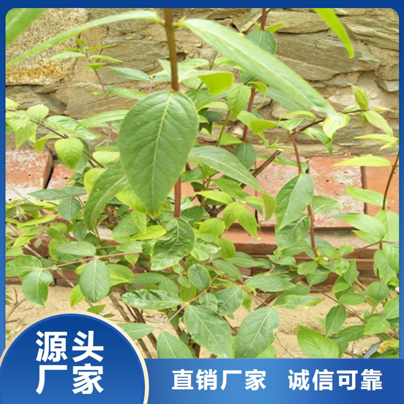 杈杷果樱桃苗厂家售后完善