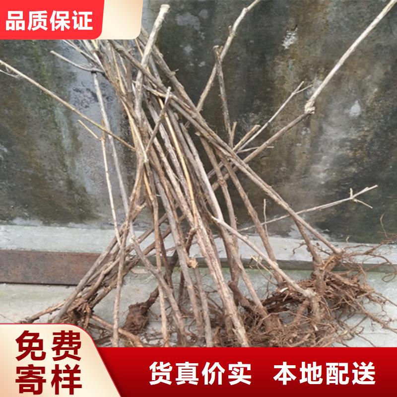 杈杷果-苹果苗产品优良