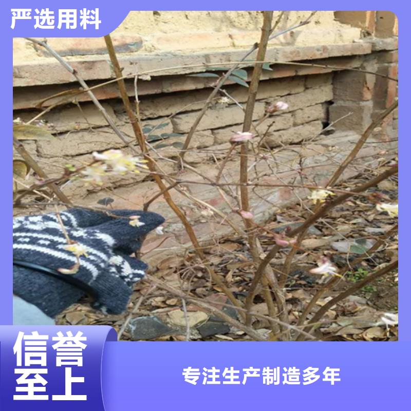 杈杷果苹果苗实体厂家支持定制