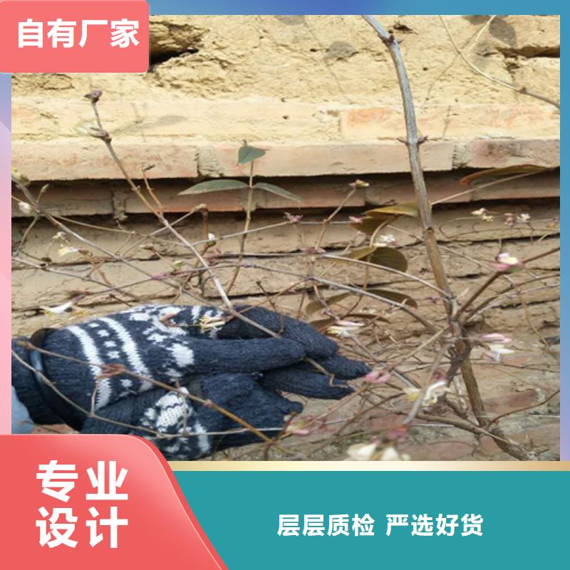 杈杷果樱桃苗厂家售后完善