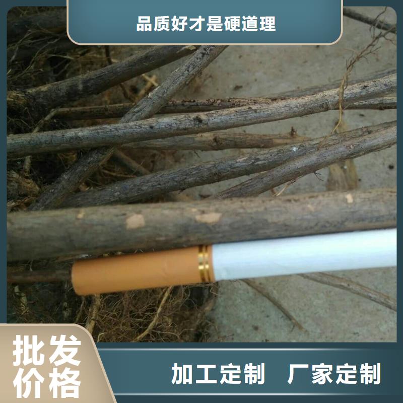 杈杷果苹果苗应用领域