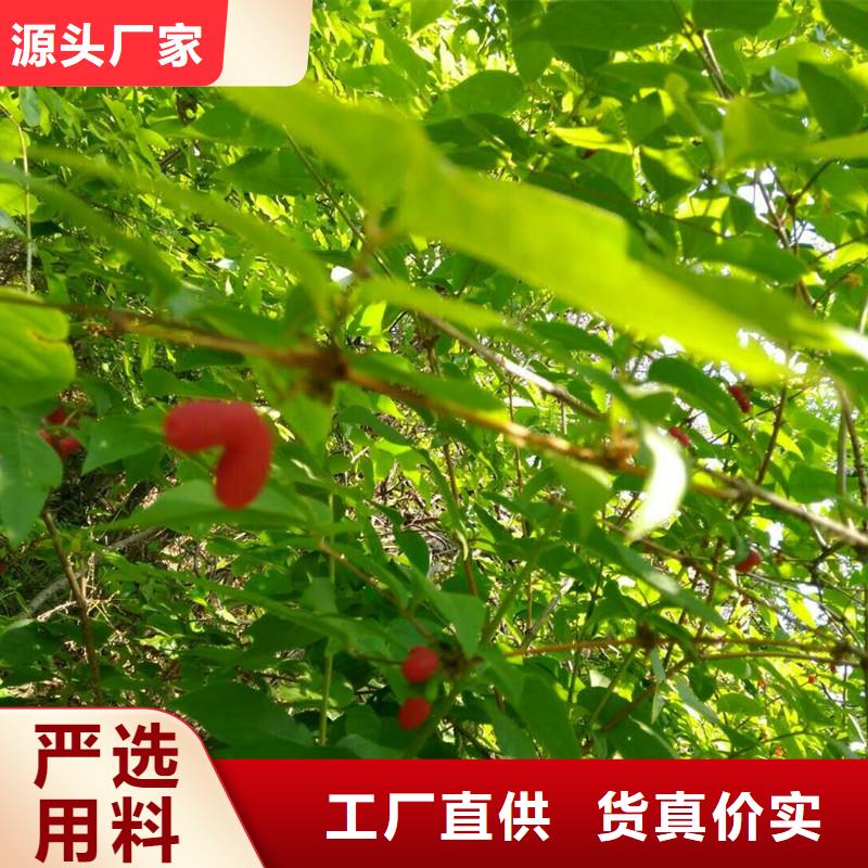 杈杷果樱桃苗厂家售后完善