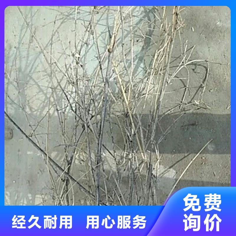 杈杷果-苹果苗产品优良