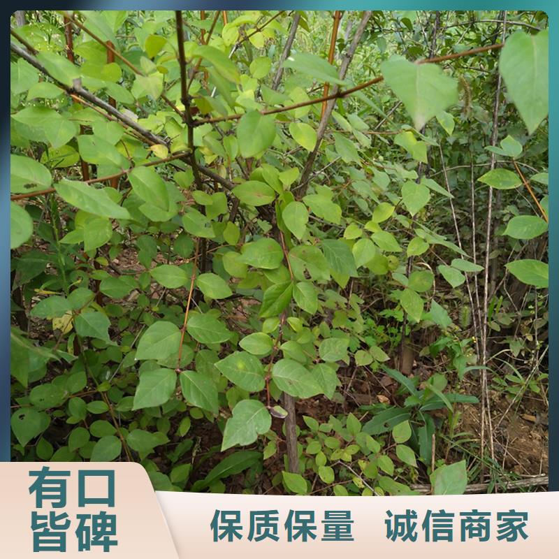 杈杷果苹果苗实体厂家支持定制
