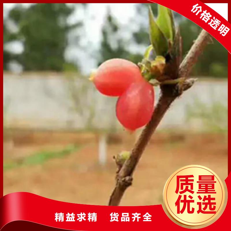 杈杷果-苹果苗产品优良