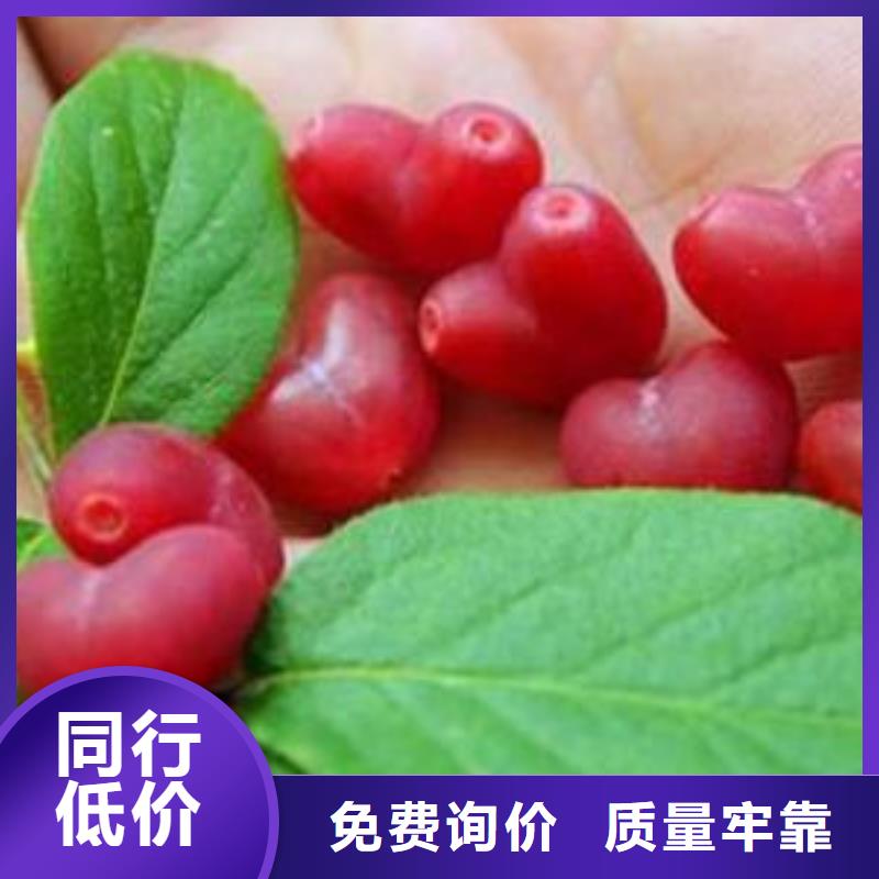 杈杷果樱桃苗量少也做