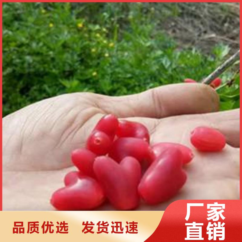 【杈杷果梨树苗工厂自营】