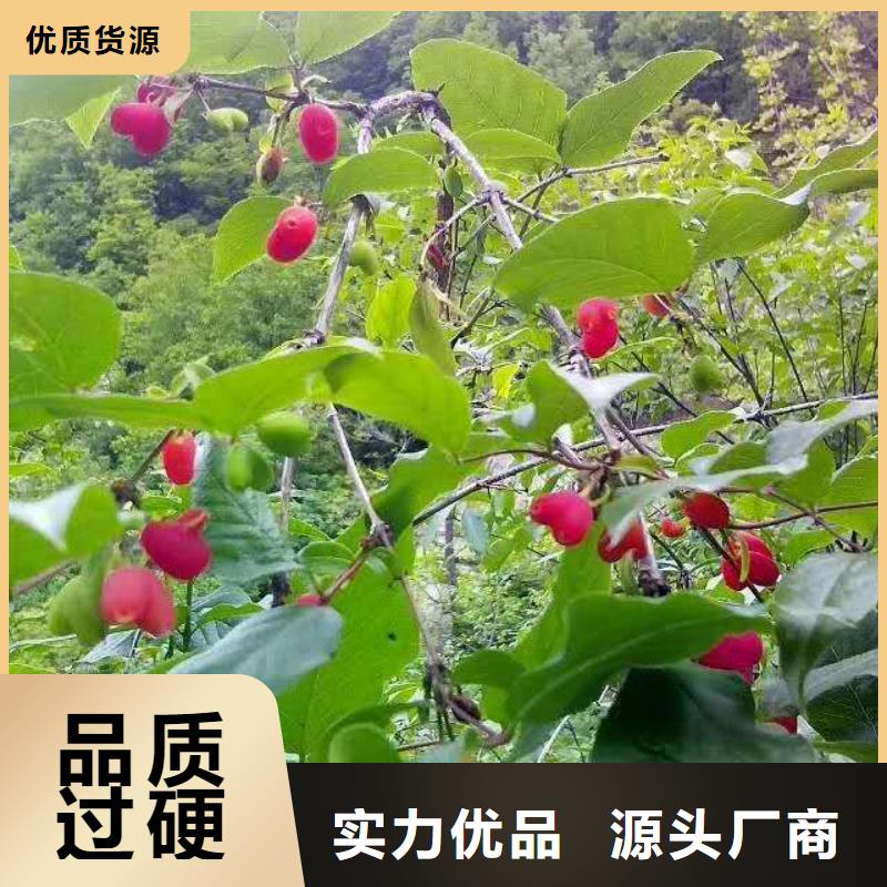 杈杷果苹果苗实体厂家支持定制
