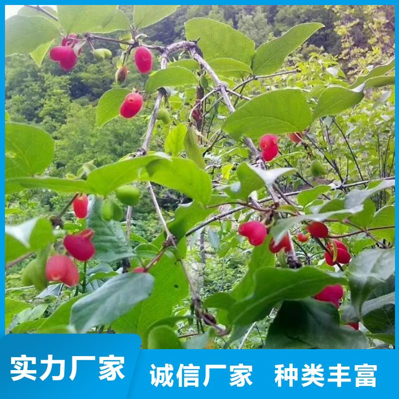 【杈杷果梨树苗工厂自营】