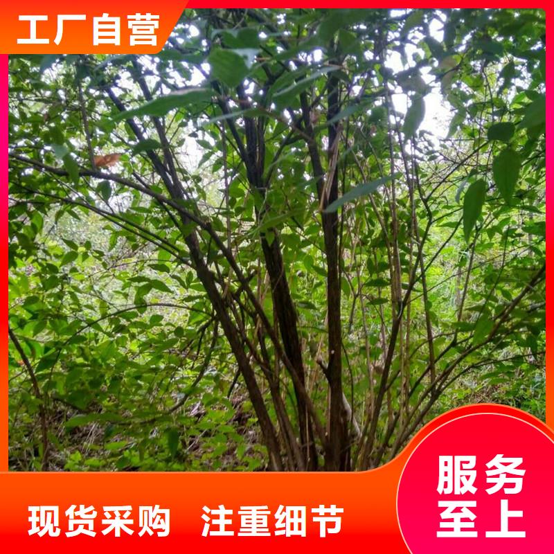 杈杷果-桃树苗精选厂家好货