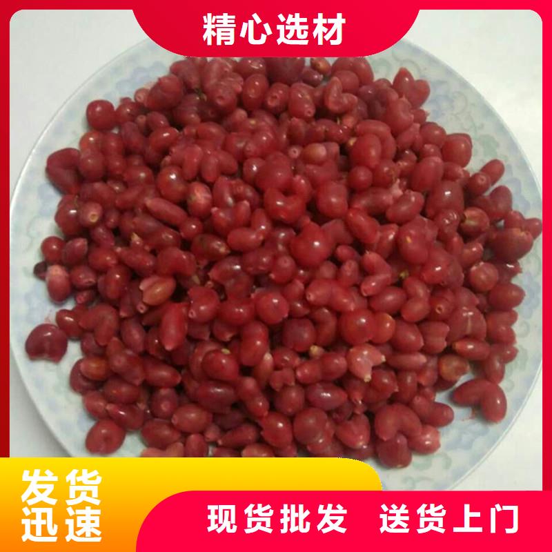 【杈杷果梨树苗工厂自营】