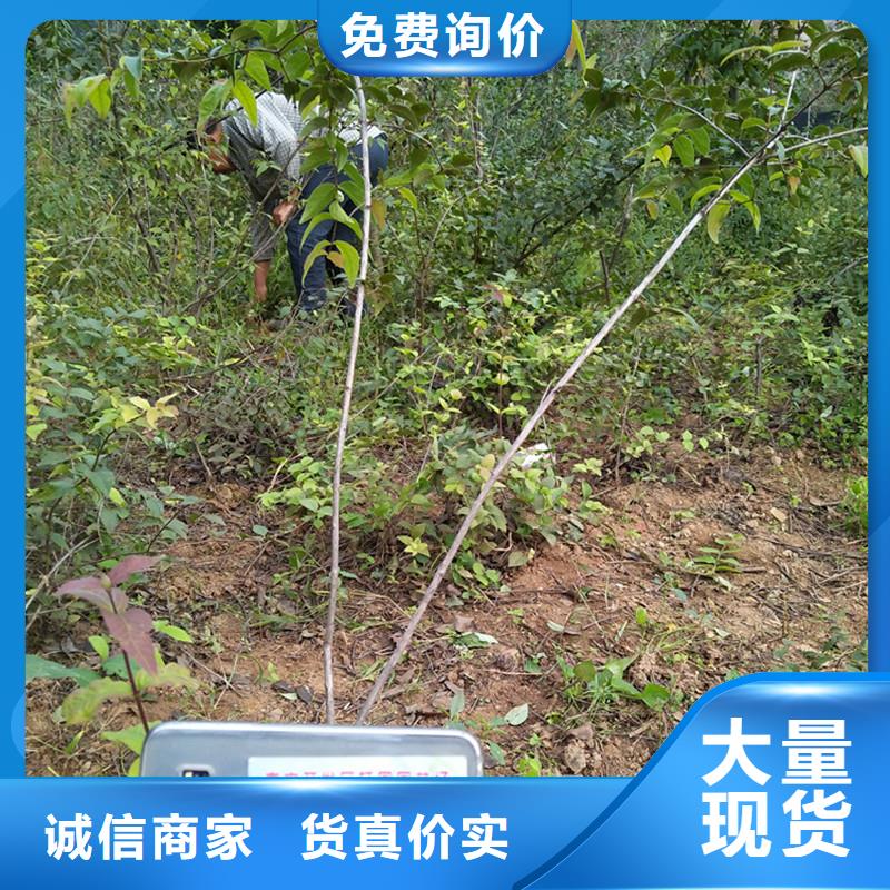 杈杷果樱桃苗厂家售后完善