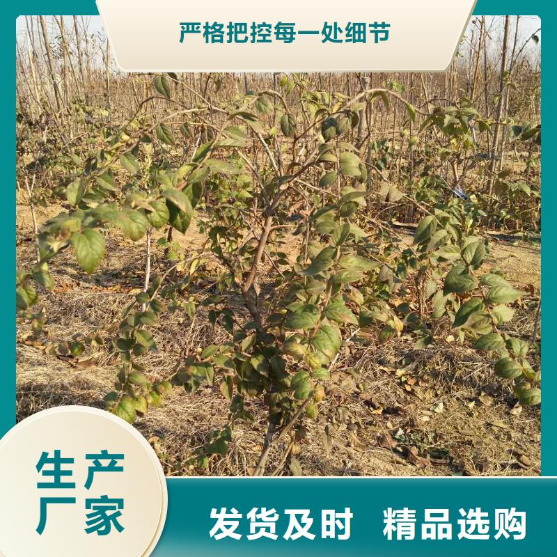 杈杷果【桃树苗】实力见证