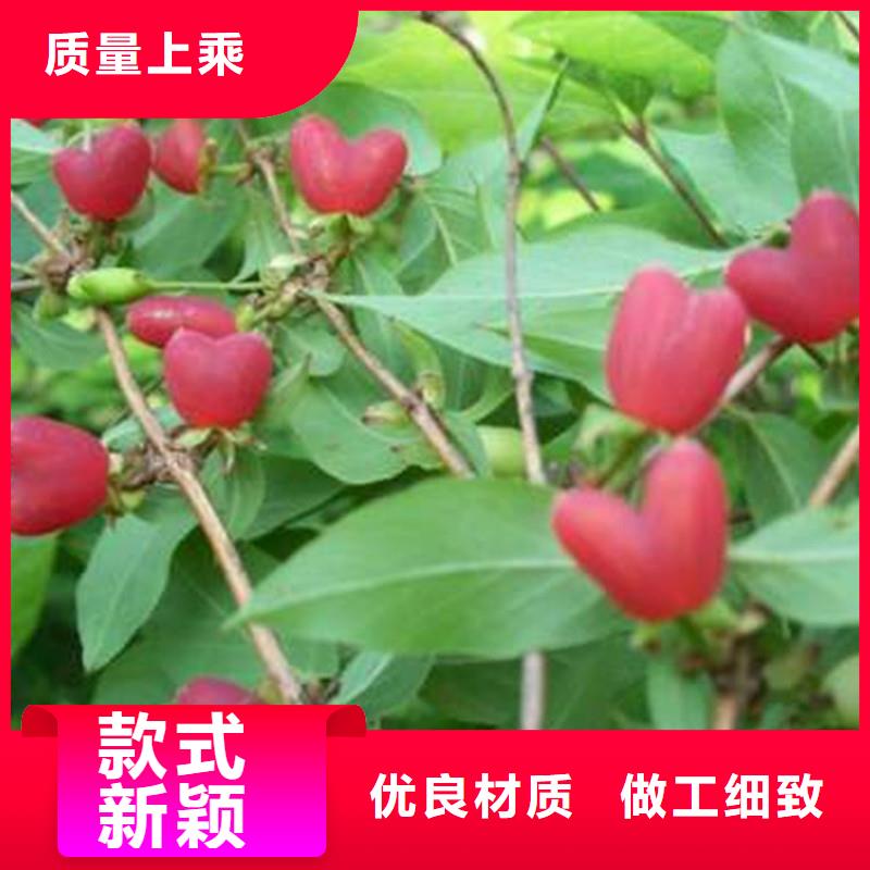 杈杷果苹果苗实体厂家支持定制