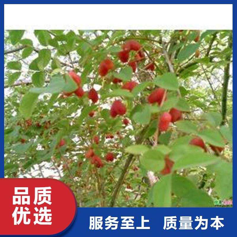 【杈杷果梨树苗工厂自营】