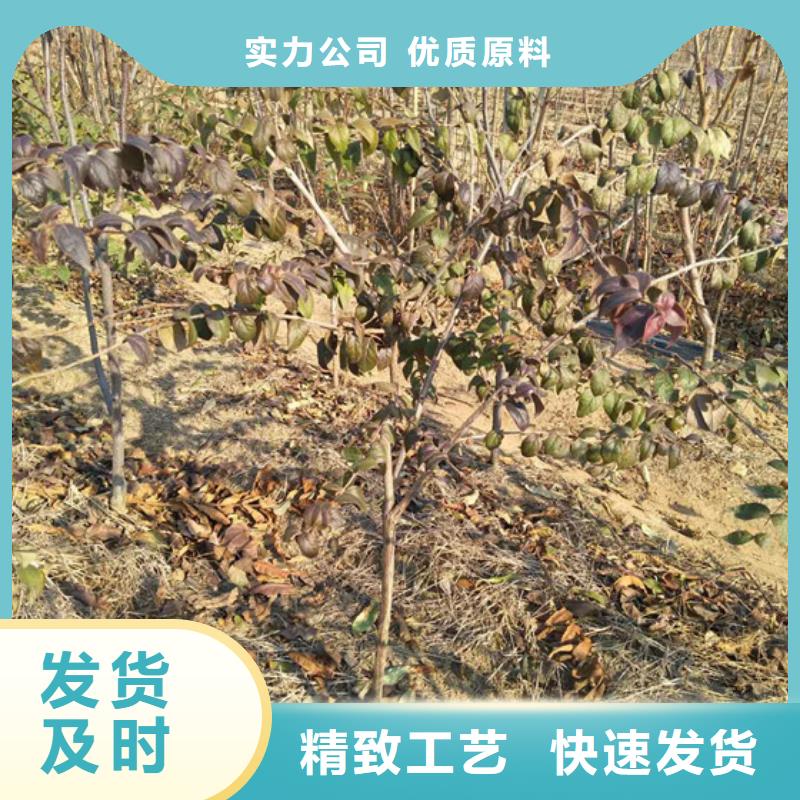 【恩施 杈杷果葡萄苗款式多样】