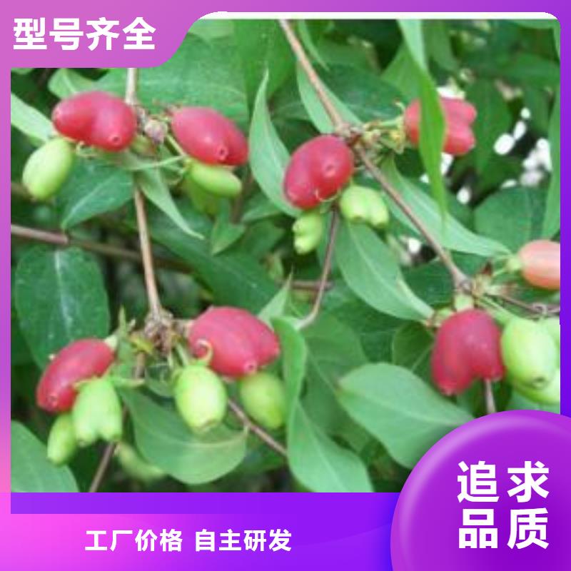【恩施 杈杷果葡萄苗款式多样】