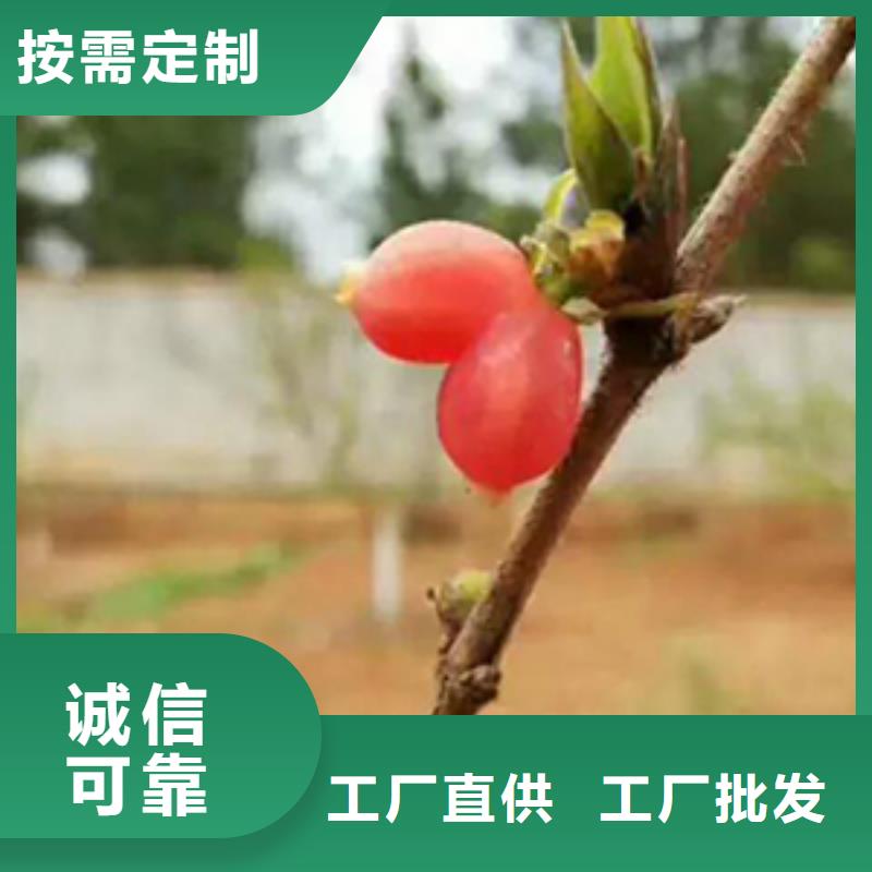 杈杷果【桃树苗】实力见证