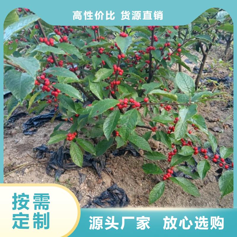 北美冬青樱桃苗畅销当地