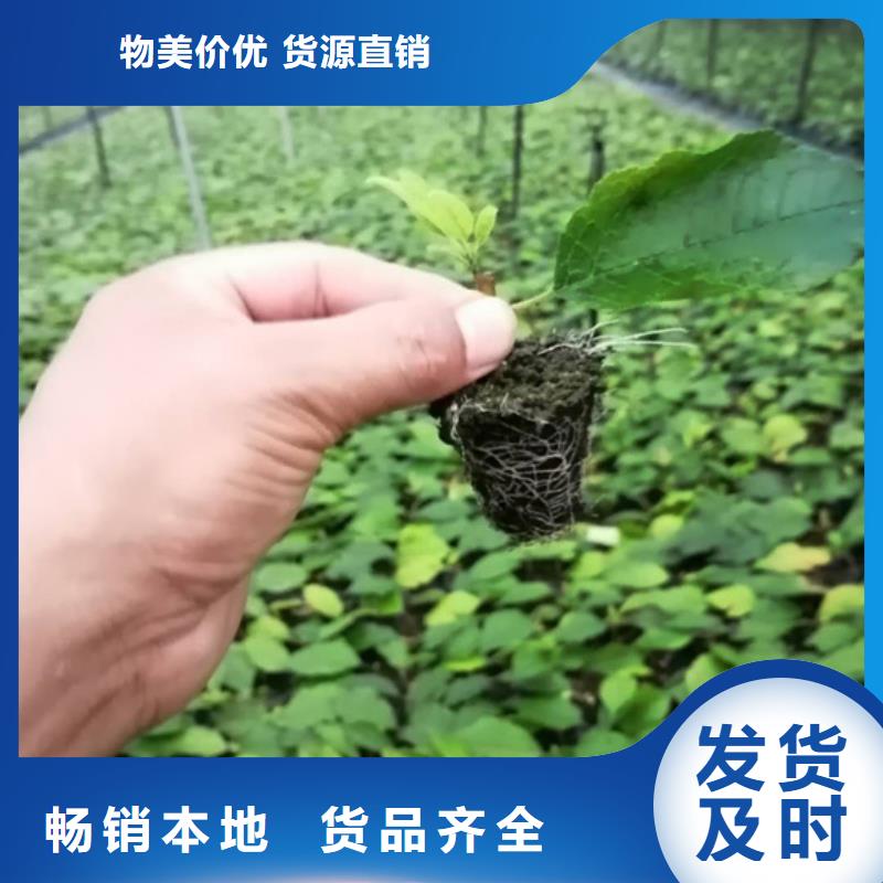 【北美冬青苹果苗好货采购】