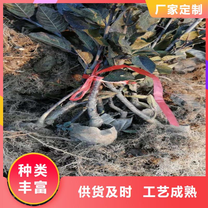 北美冬青,猕猴桃苗从源头保证品质