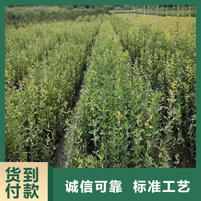 北美冬青热销产品