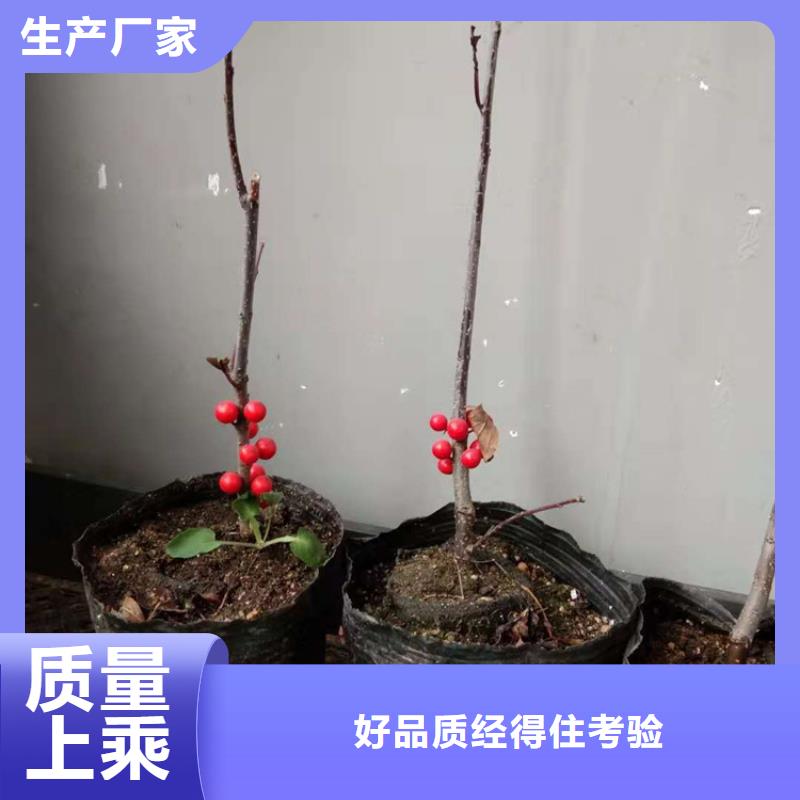 北美冬青樱桃苗畅销当地