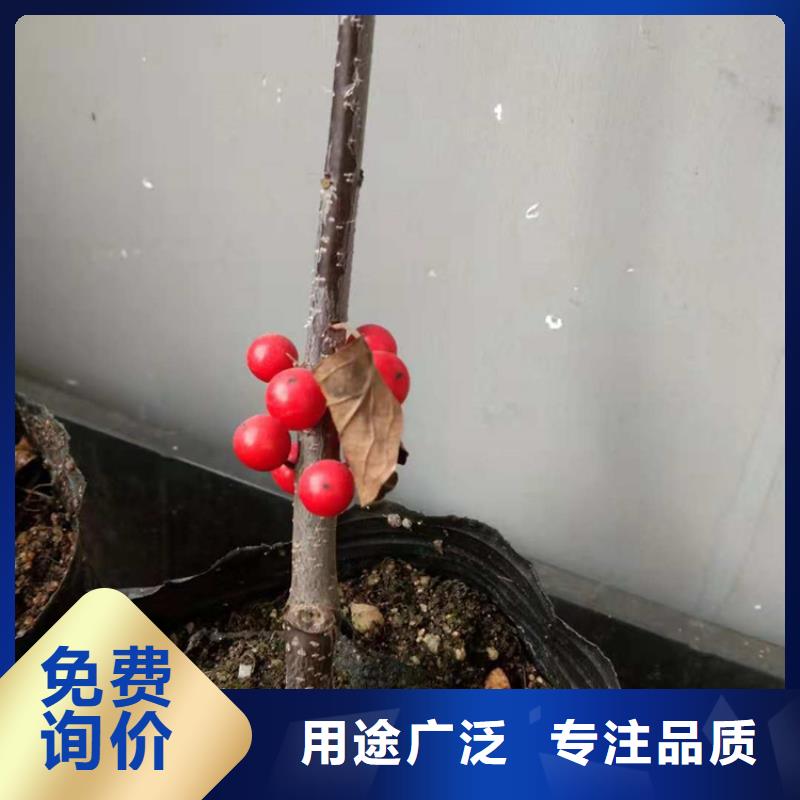 【北美冬青苹果苗好货采购】