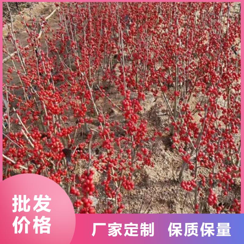 北美冬青-葡萄苗用心做好细节