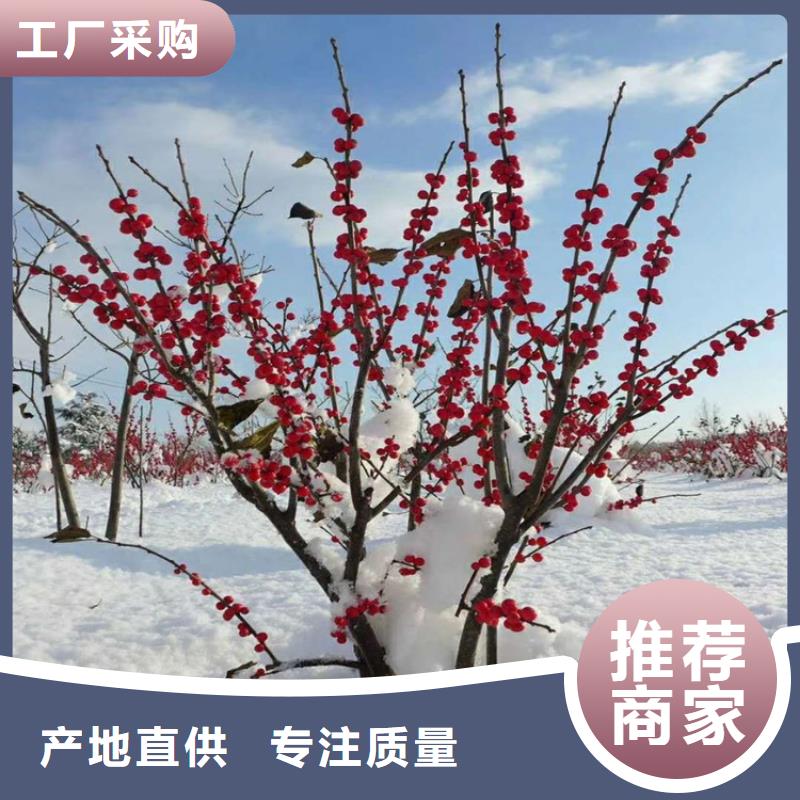 北美冬青,猕猴桃苗从源头保证品质