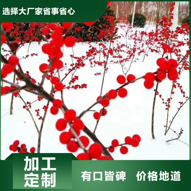 北美冬青,猕猴桃苗从源头保证品质