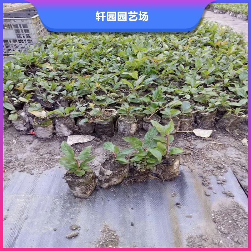 北美冬青樱桃苗畅销当地