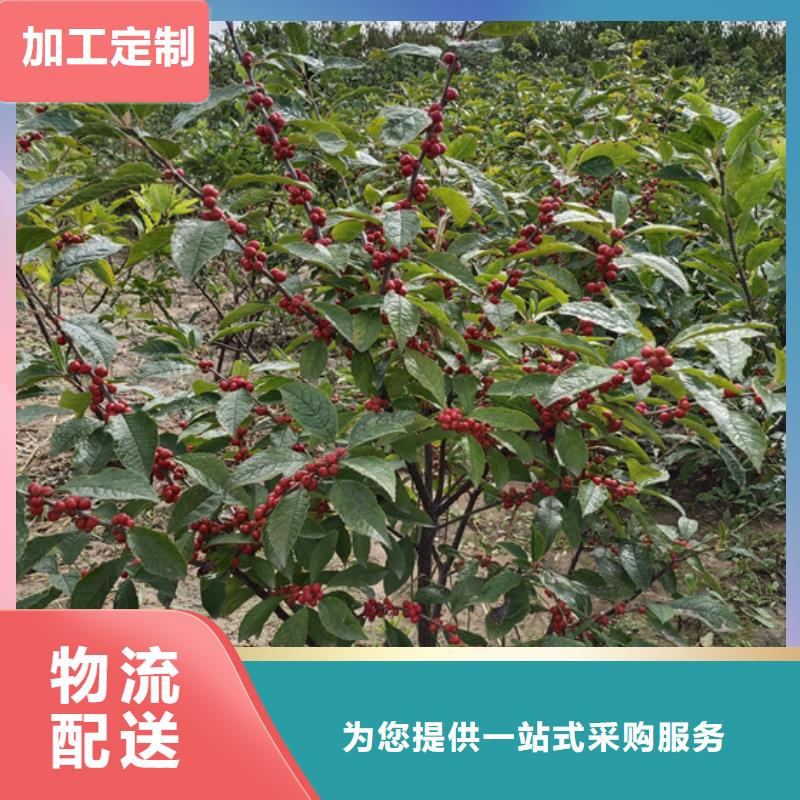 【北美冬青苹果苗好货采购】