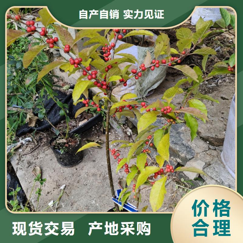 北美冬青樱桃苗畅销当地