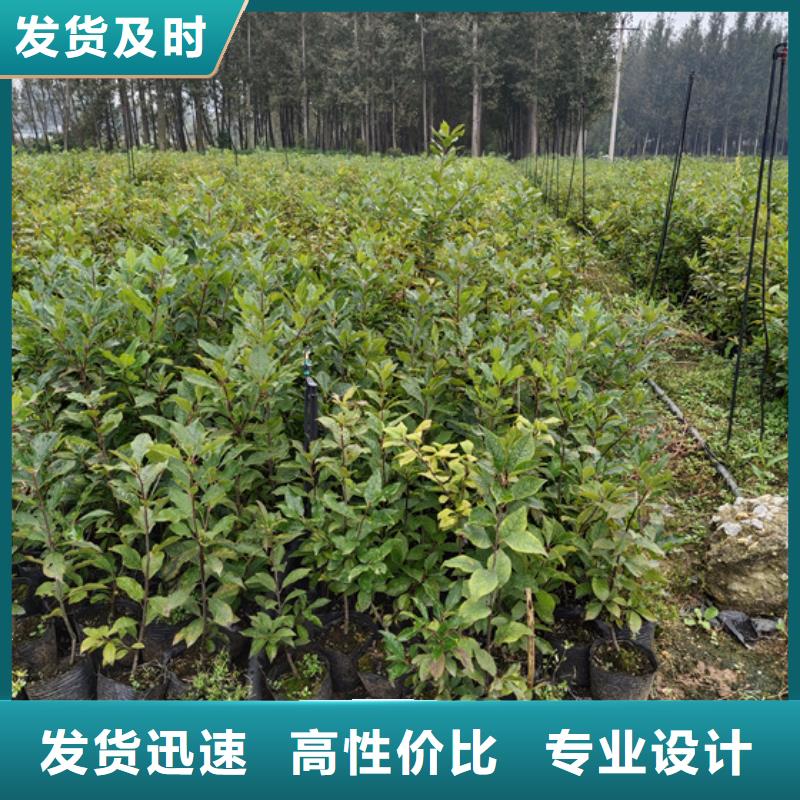 北美冬青热销产品