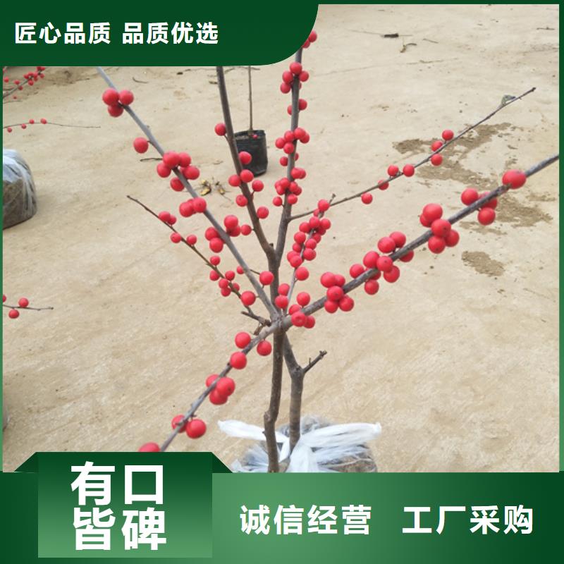 北美冬青樱桃苗畅销当地