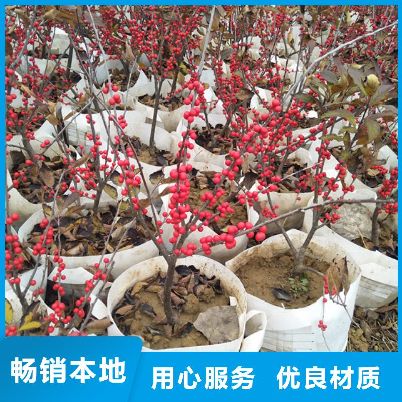 北美冬青-葡萄苗用心做好细节