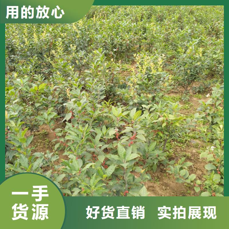 北美冬青热销产品