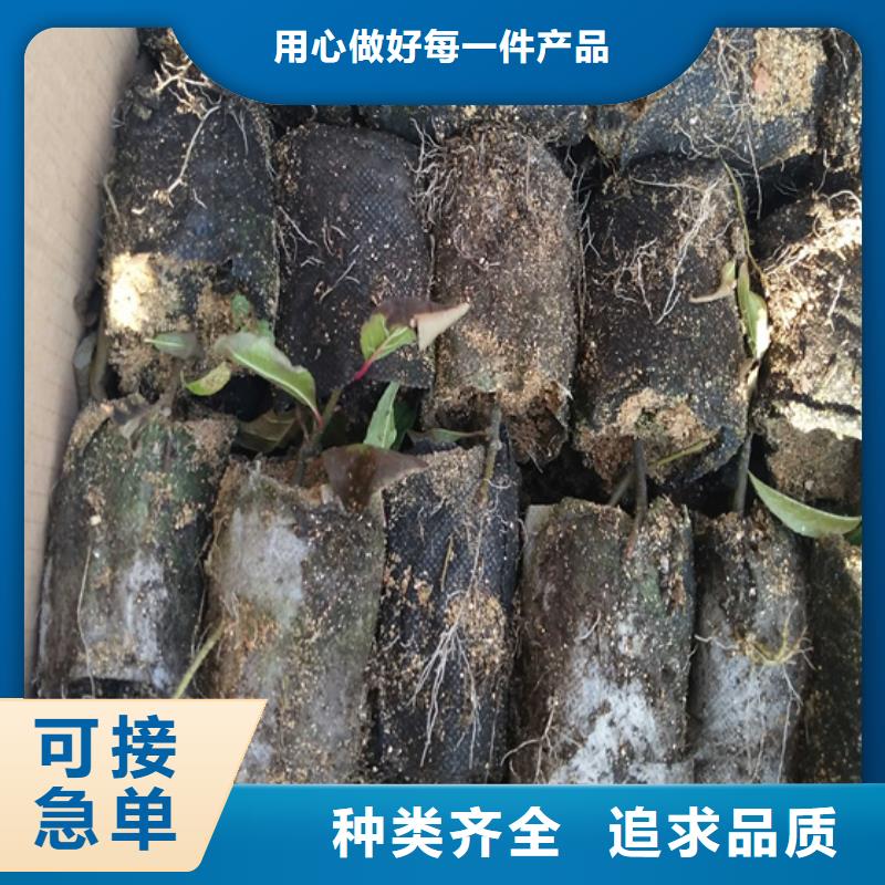 北美冬青-葡萄苗用心做好细节