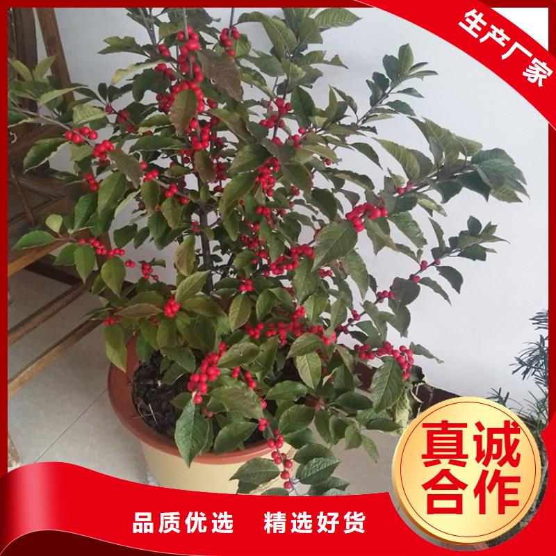 【北美冬青苹果苗好货采购】