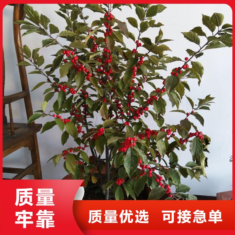 北美冬青-葡萄苗用心做好细节