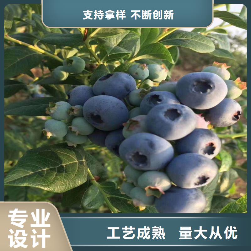 蓝莓苗石榴树用途广泛