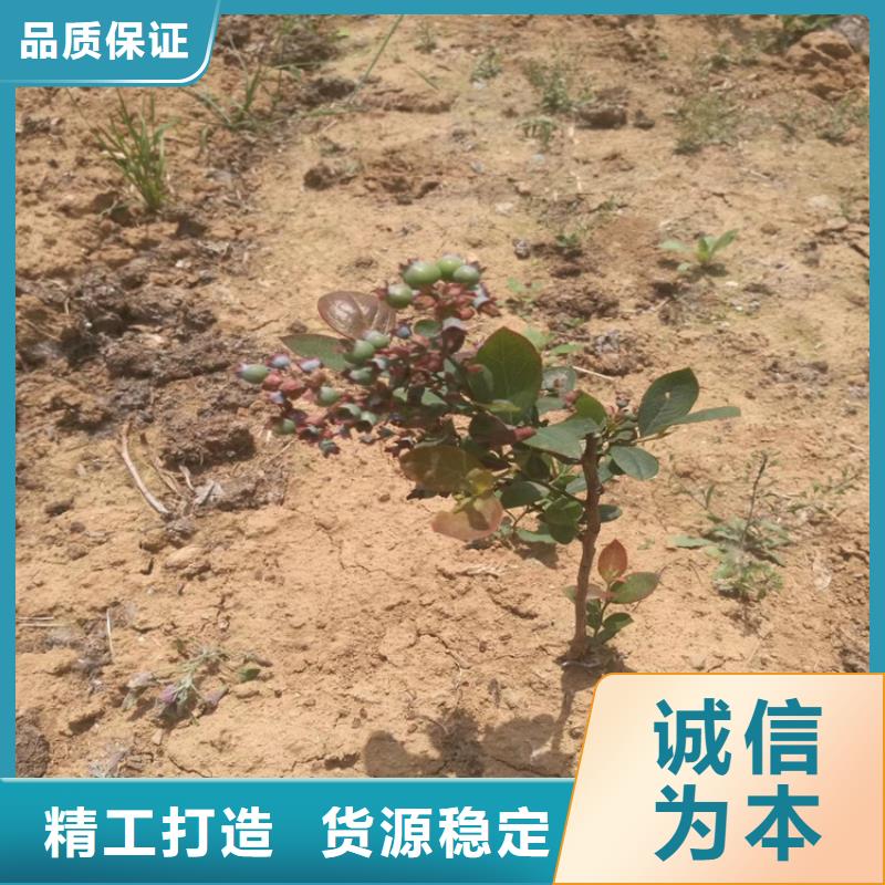 蓝莓苗【北美冬青】产地采购