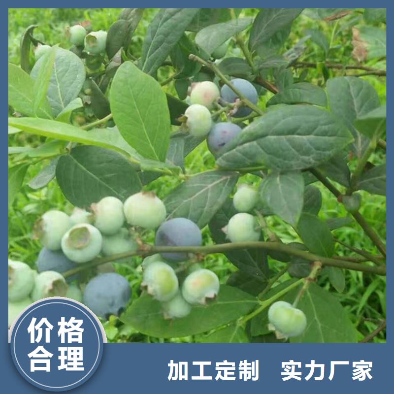 蓝莓苗3公分石榴苗专业品质